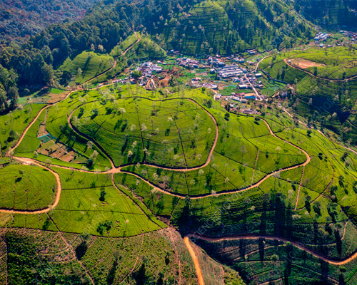Hills, lakes, and tea fields in one view