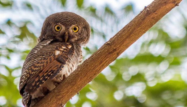 Silent wings, hidden secrets