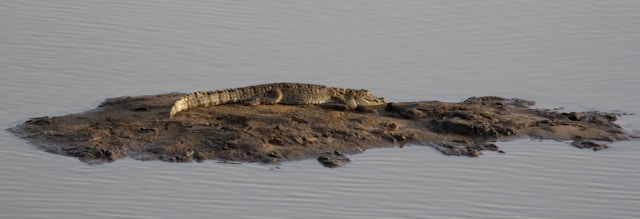 The Golden Mugger Crocodile