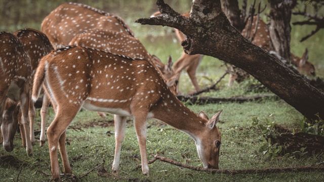 Grazing Spotted Deer