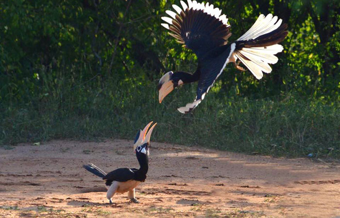 Kumana National Park - Top attraction in ArugamBay, Sri Lanka