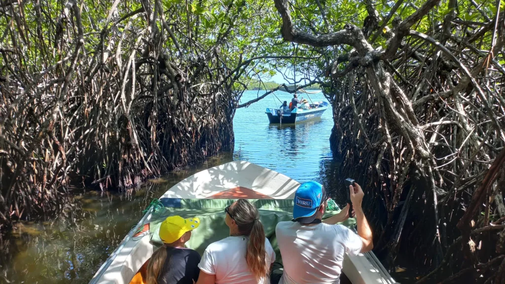 Mangrove Safari @ Madu River - Top attraction in Bentota, Sri Lanka