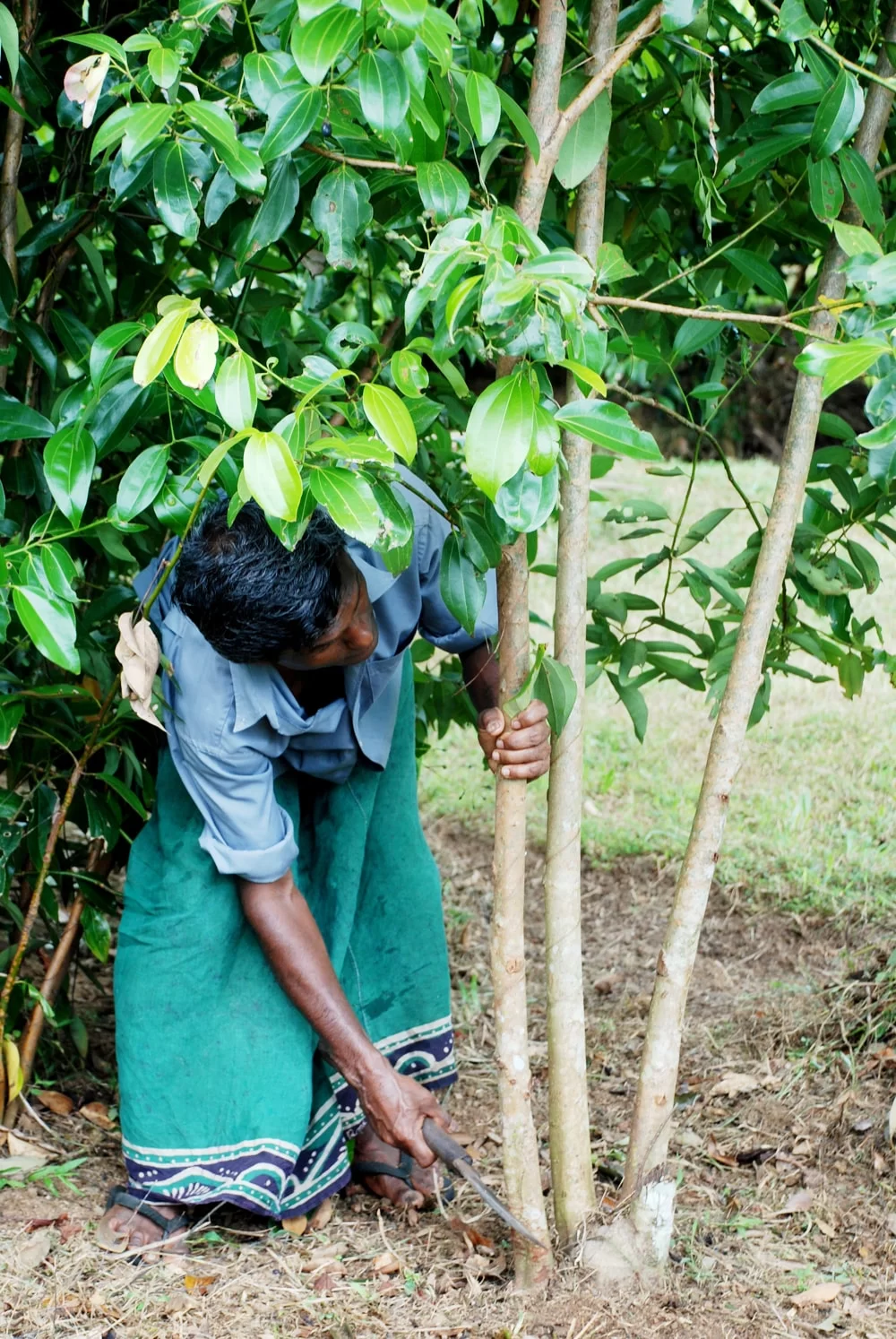 Cinnamon - Top attraction in Galle, Sri Lanka