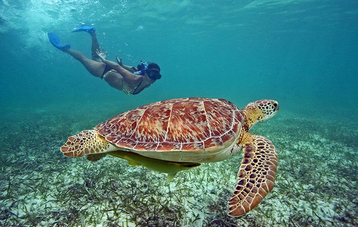 Swimming with Turtles - Top attraction in Hiriketiya, Sri Lanka