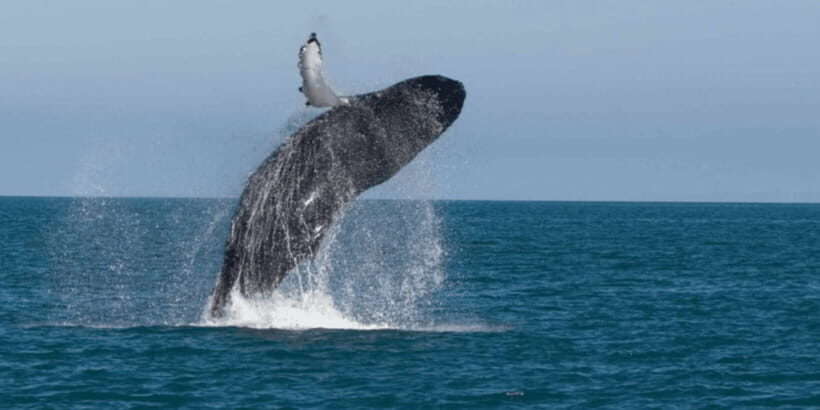 Whale watching - Top attraction in Hiriketiya, Sri Lanka