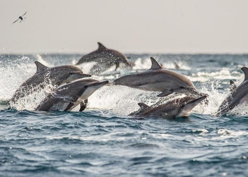 Whales & Dolphins Watching - Top attraction in Kalpitiya, Sri Lanka