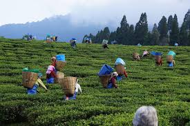 Finest Tea for Worldwide - Top attraction in NuwaraEliya, Sri Lanka