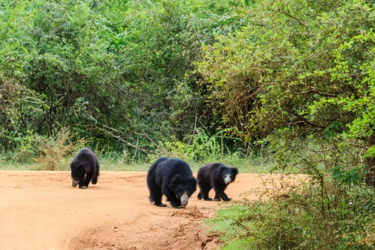 Asian Bears - Top attraction in Wilpattu, Sri Lanka