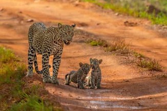 Sri Lankan Leopard - Top attraction in Wilpattu, Sri Lanka