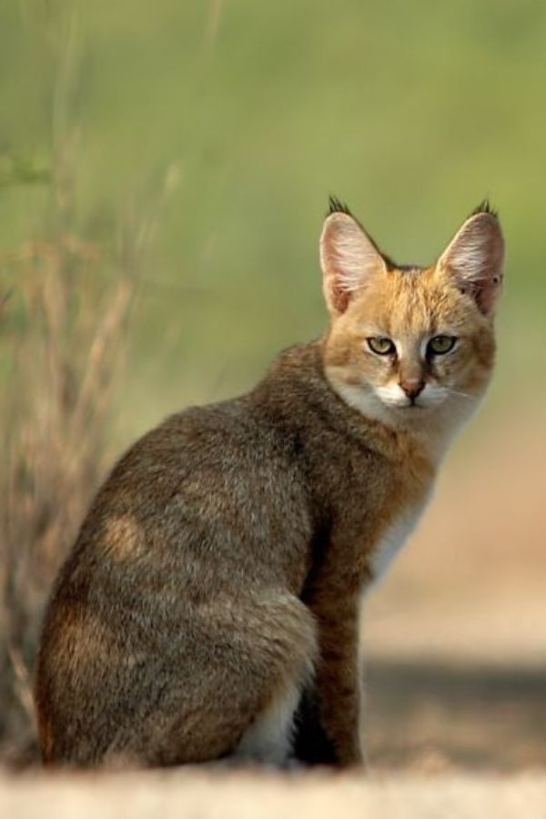 Wild Cat - Top attraction in Wilpattu, Sri Lanka