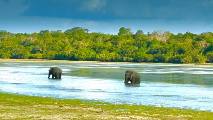 Willus - Top attraction in Wilpattu, Sri Lanka