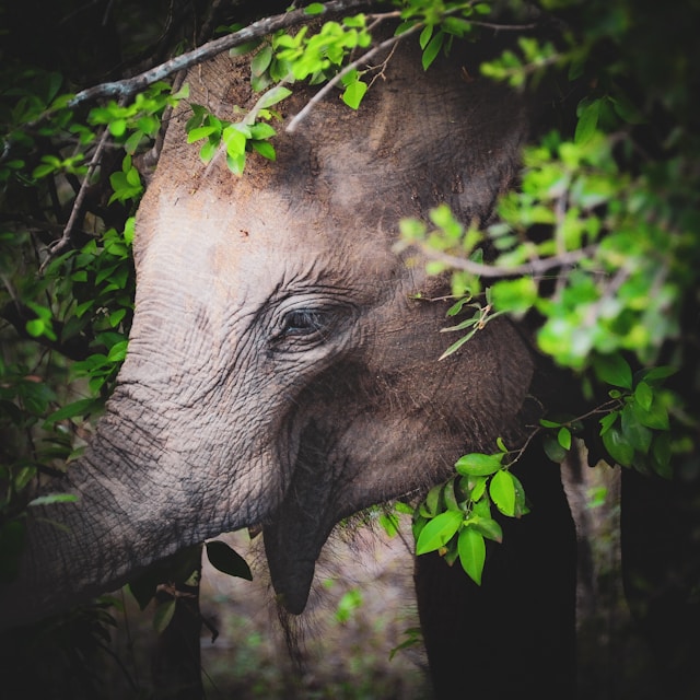 Asian Elephants - Top attraction in Yala National Park, Sri Lanka