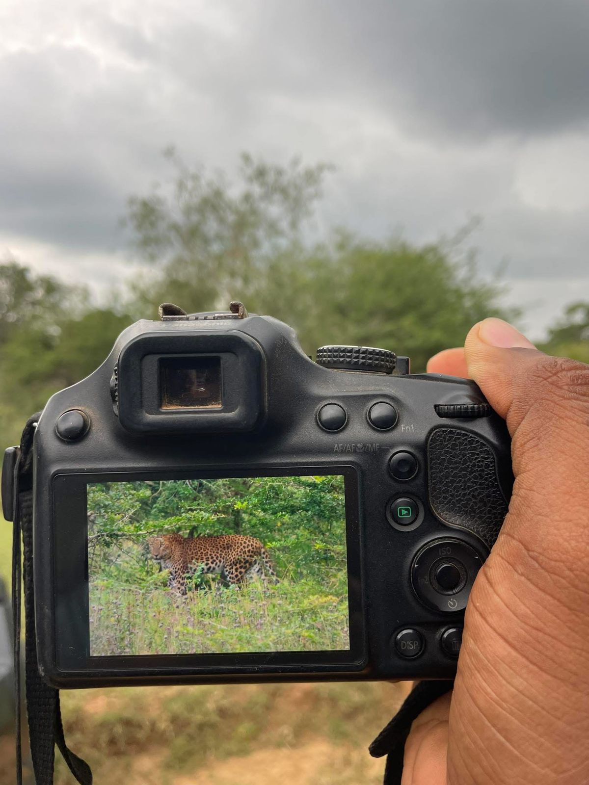 The Sri Lankan Leopard - Top attraction in Yala National Park, Sri Lanka