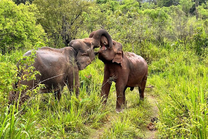 Visit Udawalawa - National Parks in Udawalawe