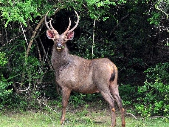 Visit Wilpattu - National Parks in Anuradhapura
