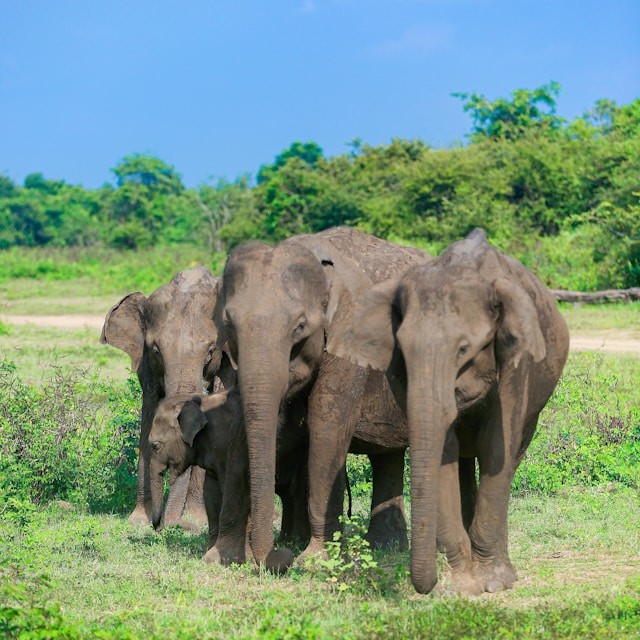Kaudulla National Park - Destination included in Ceylon Heritage Tour