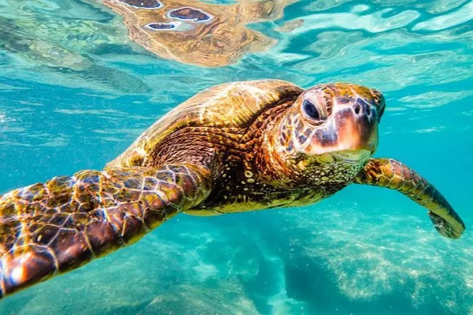 Turtle Encounters in Sri Lanka: Hikkaduwa • Conservation Sites - Imalanka Tours