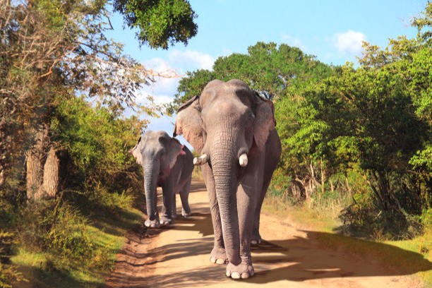 The Gathering in Sri Lanka: Minneriya • Elephant Safari - Imalanka Tours
