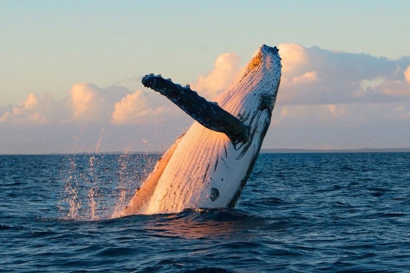 Ocean Giants in Sri Lanka: Mirissa • Nov–Apr Season - Imalanka Tours