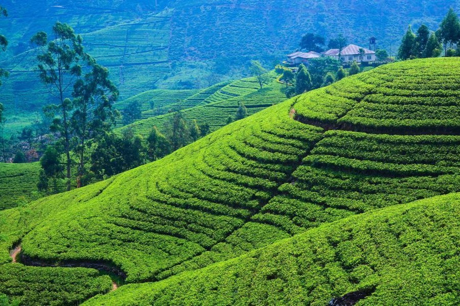 Tea Country in Sri Lanka: Nuwara Eliya • Highland Estates - Imalanka Tours