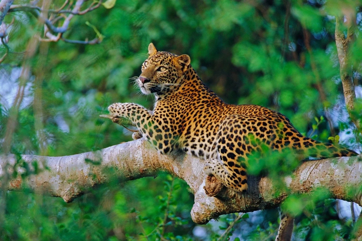 Leopard Trails in Sri Lanka: Yala National Park • Big Cats - Imalanka Tours